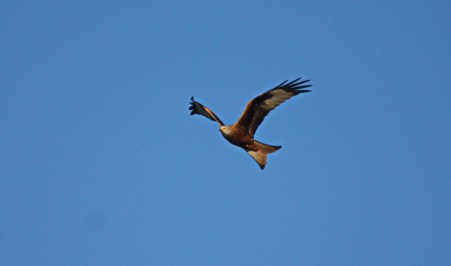 Red Kite 