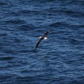 Albatross on Cook Strait