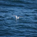Albatross in Cook Strait