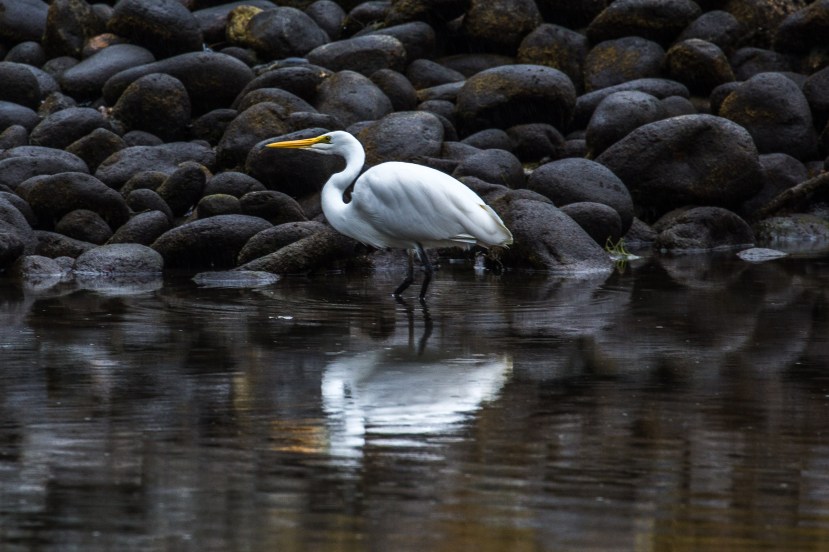 White Heron 2